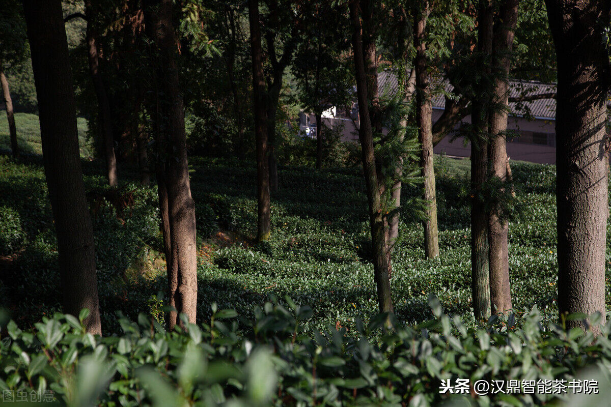 西湖龙井茶讲的“狮龙云虎梅”究竟是什么？